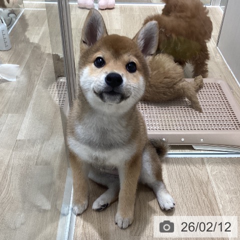 千葉県の柴犬(標準サイズ) (ペットプラス 木更津店/2025年11月2日生まれ/女の子/赤)の子犬の4枚目の画像