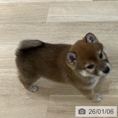 千葉県の柴犬(標準サイズ) (ペットプラス 船橋店/2025年11月2日生まれ/女の子/赤)の子犬の3枚目の画像