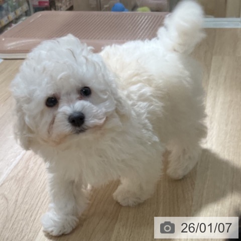 神奈川県のトイプードル(トイ) (ペットプラス 湘南平塚店/2025年10月31日生まれ/男の子/ホワイト)の子犬の3枚目の画像