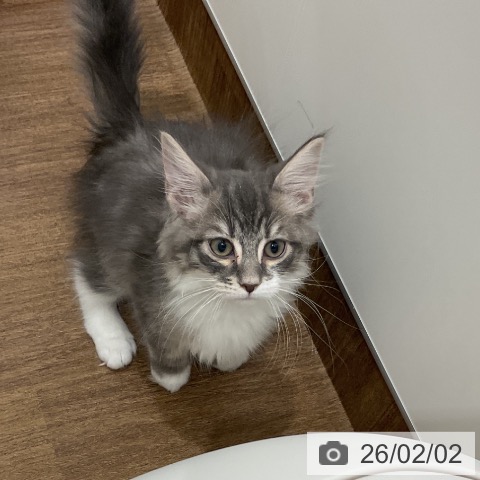 埼玉県のサイベリアン (ペッツワン 吉川美南店/2025年11月1日生まれ/男の子/ブルータビーホワイト)の子猫の4枚目の画像