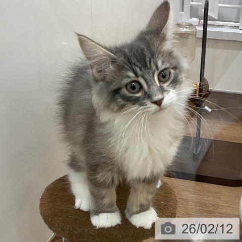 埼玉県のサイベリアン (ペッツワン 吉川美南店/2025年11月1日生まれ/男の子/ブルータビーホワイト)の子猫の4枚目の画像