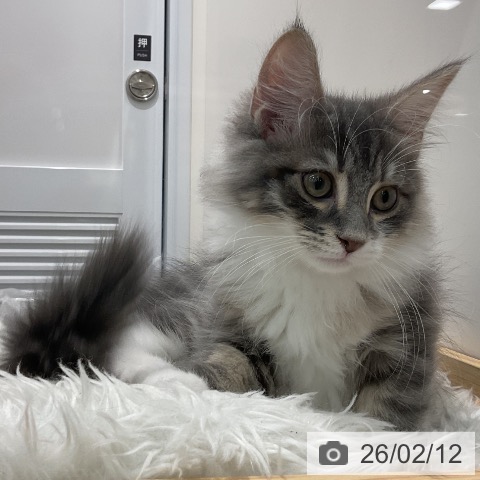 埼玉県のサイベリアン (ペッツワン 吉川美南店/2025年11月1日生まれ/男の子/ブルータビーホワイト)の子猫の3枚目の画像