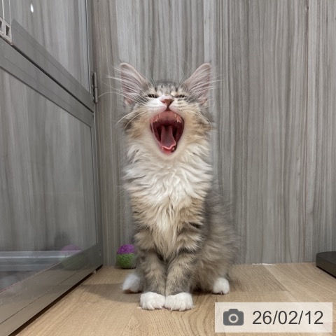 群馬県のサイベリアン (ペットプラス イオンモール太田店/2025年11月1日生まれ/女の子/ブルータビーホワイト)の子猫の3枚目の画像