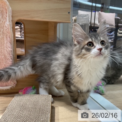 群馬県のサイベリアン (ペットプラス イオンモール太田店/2025年11月1日生まれ/女の子/ブルータビーホワイト)の子猫の3枚目の画像