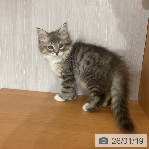 東京都のサイベリアン (ペッツワン 南砂町SUNAMO店/2025年11月1日生まれ/女の子/ブルータビーホワイト)の子猫の4枚目の画像