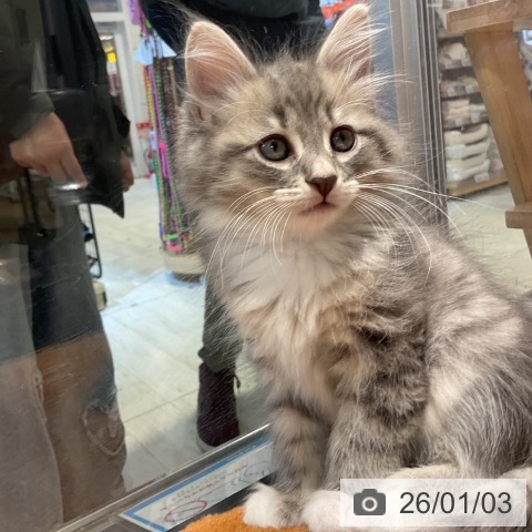 東京都のサイベリアン (ペットプラス アクアシティお台場店/2025年11月1日生まれ/女の子/ブルータビーホワイト)の子猫の3枚目の画像