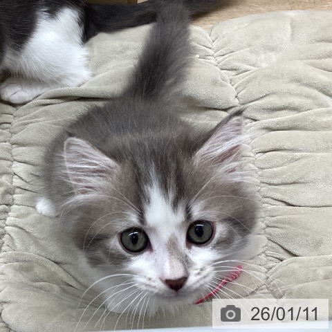東京都のサイベリアン (ペットプラス MARK IS 葛飾かなまち店/2025年11月1日生まれ/男の子/ブルータビーホワイト)の子猫の3枚目の画像