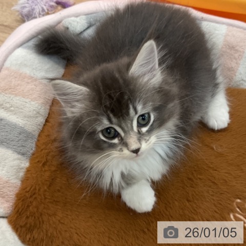 埼玉県のサイベリアン (ペットプラス ららぽーと富士見店/2025年11月1日生まれ/女の子/ブルータビーホワイト)の子猫の3枚目の画像