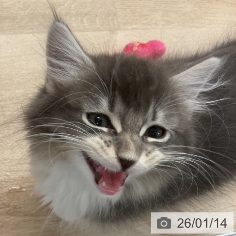 埼玉県のサイベリアン (ペットプラス ららぽーと富士見店/2025年11月1日生まれ/女の子/ブルータビーホワイト)の子猫の3枚目の画像