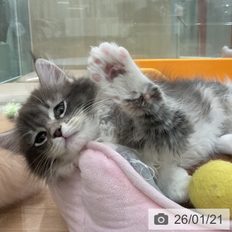 埼玉県のサイベリアン (ペットプラス ららぽーと富士見店/2025年11月1日生まれ/女の子/ブルータビーホワイト)の子猫の4枚目の画像
