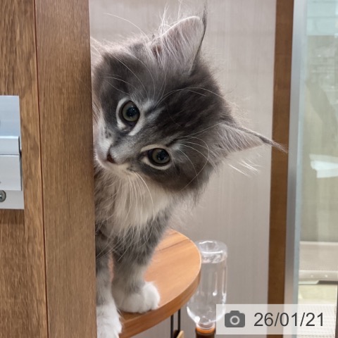 埼玉県のサイベリアン (ペットプラス ららぽーと富士見店/2025年11月1日生まれ/女の子/ブルータビーホワイト)の子猫の3枚目の画像