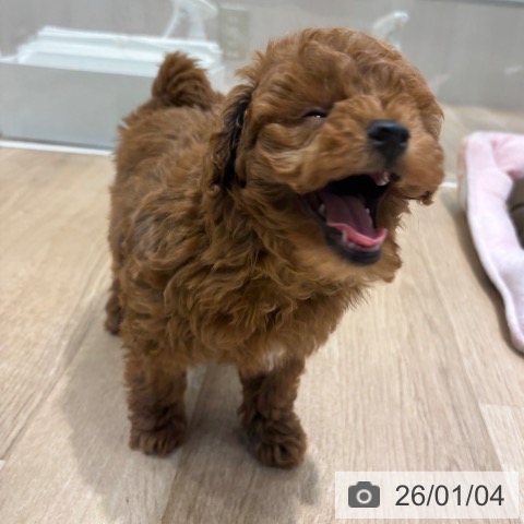 千葉県のトイプードル(トイ) (ペットプラス 木更津店/2025年11月2日生まれ/男の子/レッド)の子犬の4枚目の画像