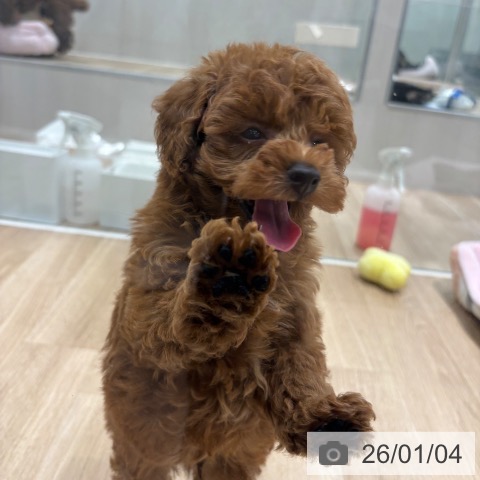 千葉県のトイプードル(トイ) (ペットプラス 木更津店/2025年11月2日生まれ/男の子/レッド)の子犬の3枚目の画像