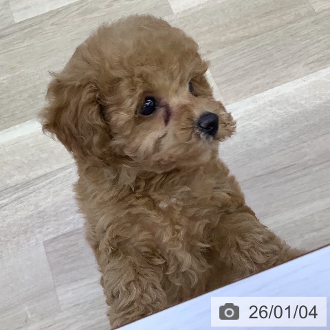 山梨県のトイプードル(トイ) (ペットプラス 甲府昭和店/2025年11月2日生まれ/女の子/アプリコット)の子犬の4枚目の画像