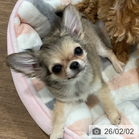 埼玉県のチワワ(ロング) (ペッツワン 吉川美南店/2025年10月24日生まれ/男の子/フォーンホワイト)の子犬の3枚目の画像