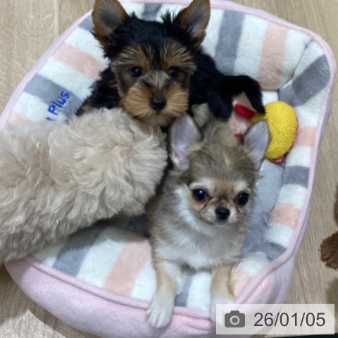 宮城県のチワワ(ロング) (ペットプラス 名取店/2025年10月24日生まれ/女の子/フォーンホワイト)の子犬の3枚目の画像