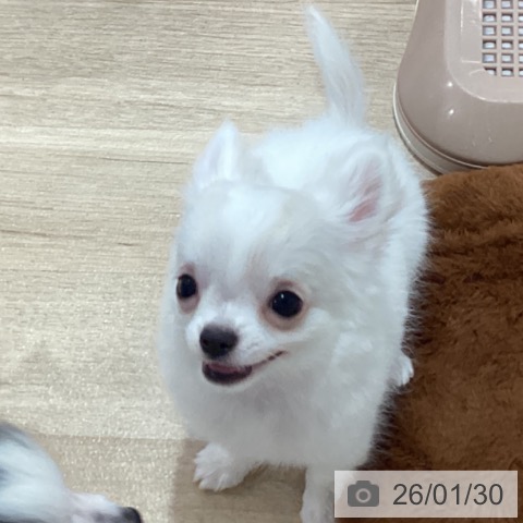 神奈川県のチワワ(ロング) (ペットプラス ゆめが丘ソラトス店/2025年11月2日生まれ/男の子/ホワイトクリーム)の子犬の4枚目の画像