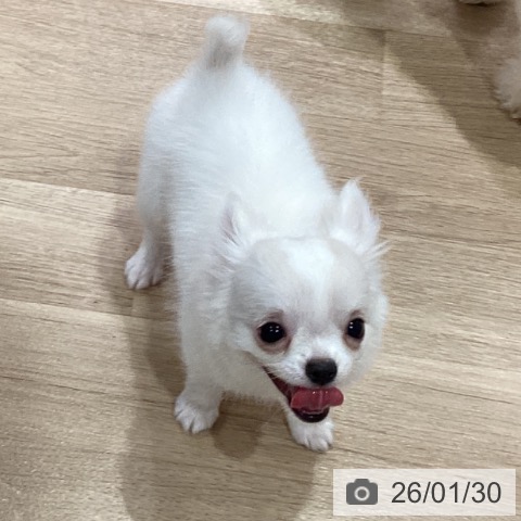 神奈川県のチワワ(ロング) (ペットプラス ゆめが丘ソラトス店/2025年11月2日生まれ/男の子/ホワイトクリーム)の子犬の3枚目の画像