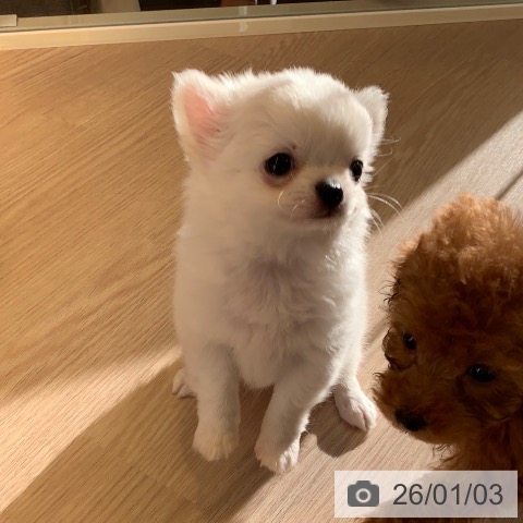 千葉県のチワワ(ロング) (ペットプラス 幕張新都心店/2025年11月2日生まれ/男の子/ホワイトクリーム)の子犬の4枚目の画像