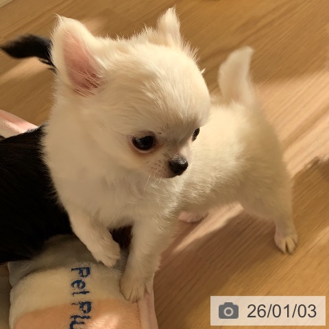 千葉県のチワワ(ロング) (ペットプラス 幕張新都心店/2025年11月2日生まれ/男の子/ホワイトクリーム)の子犬の3枚目の画像