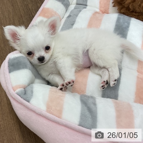 千葉県のチワワ(ロング) (ペッツワン 千葉ニュータウン店/2025年11月2日生まれ/女の子/ホワイトクリーム)の子犬の3枚目の画像