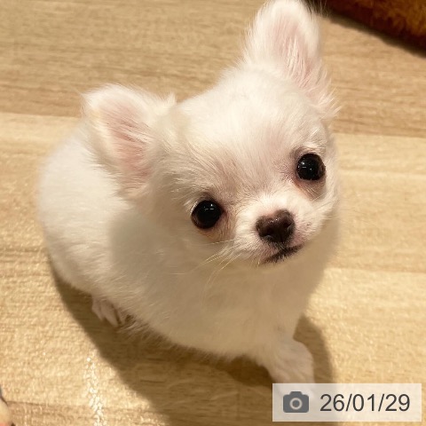 東京都のチワワ(ロング) (ペットプラス 東久留米店/2025年11月2日生まれ/女の子/ホワイトクリーム)の子犬の4枚目の画像