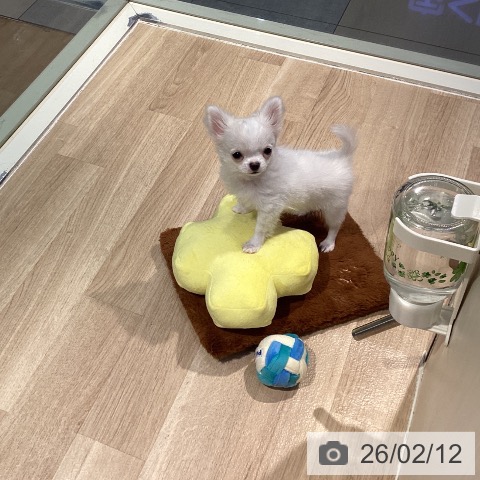 東京都のチワワ(ロング) (ペットプラス 東久留米店/2025年11月2日生まれ/女の子/ホワイトクリーム)の子犬の4枚目の画像