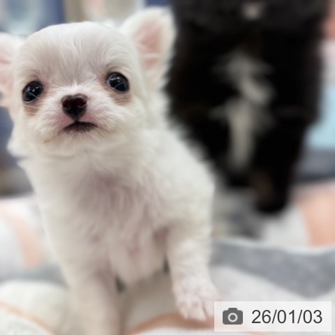 東京都のチワワ(ロング) (ペットプラス アクアシティお台場店/2025年11月2日生まれ/女の子/ホワイトクリーム)の子犬の3枚目の画像