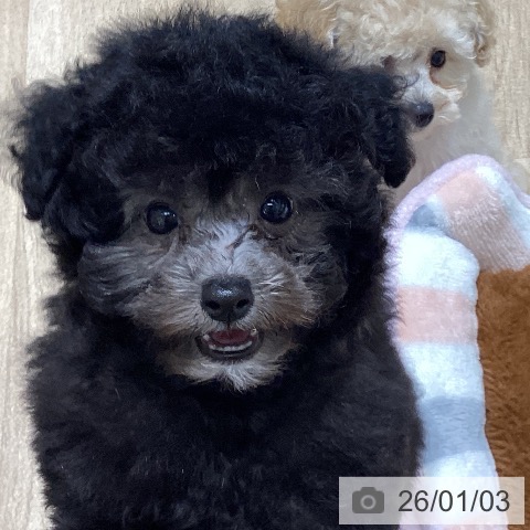 長野県のトイプードル(トイ) (ペットプラス 須坂店/2025年10月27日生まれ/男の子/シルバー)の子犬の4枚目の画像