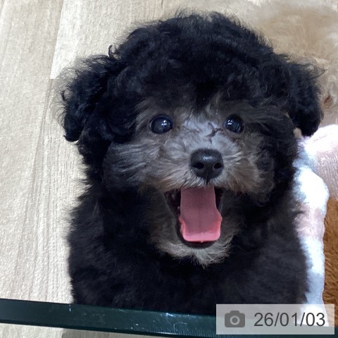 長野県のトイプードル(トイ) (ペットプラス 須坂店/2025年10月27日生まれ/男の子/シルバー)の子犬の3枚目の画像