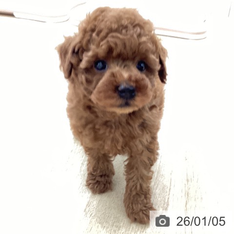 山梨県のトイプードル(トイ) (ペットプラス 甲府国母店/2025年11月2日生まれ/男の子/レッド)の子犬の4枚目の画像