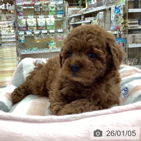 山梨県のトイプードル(トイ) (ペットプラス 甲府国母店/2025年11月2日生まれ/男の子/レッド)の子犬の3枚目の画像