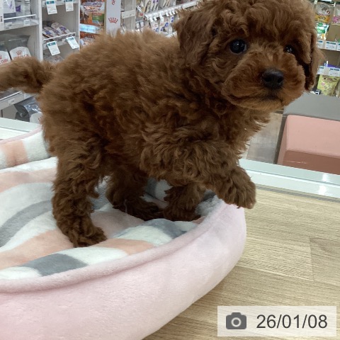 山梨県のトイプードル(トイ) (ペットプラス 甲府国母店/2025年11月2日生まれ/男の子/レッド)の子犬の4枚目の画像