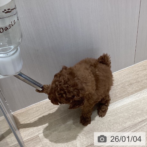 長野県のトイプードル(トイ) (ペットプラス 須坂店/2025年11月2日生まれ/女の子/レッド)の子犬の4枚目の画像