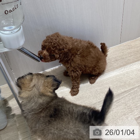 長野県のトイプードル(トイ) (ペットプラス 須坂店/2025年11月2日生まれ/女の子/レッド)の子犬の3枚目の画像