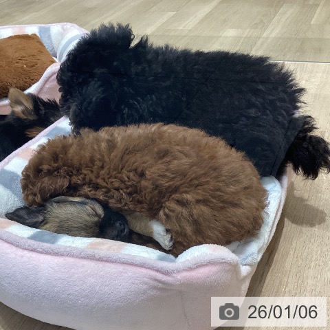 長野県のトイプードル(トイ) (ペットプラス 須坂店/2025年11月2日生まれ/女の子/レッド)の子犬の4枚目の画像