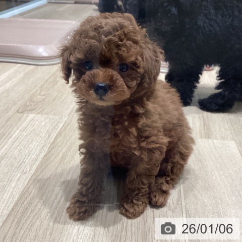 長野県のトイプードル(トイ) (ペットプラス 須坂店/2025年11月2日生まれ/女の子/レッド)の子犬の3枚目の画像