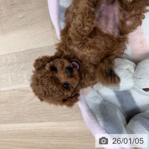 神奈川県のトイプードル(トイ) (ペットプラス 武蔵小杉店/2025年11月2日生まれ/女の子/レッド)の子犬の4枚目の画像