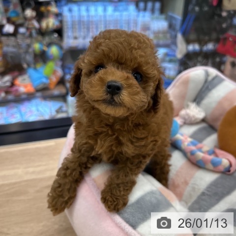 神奈川県のトイプードル(トイ) (ペットプラス 武蔵小杉店/2025年11月2日生まれ/女の子/レッド)の子犬の4枚目の画像