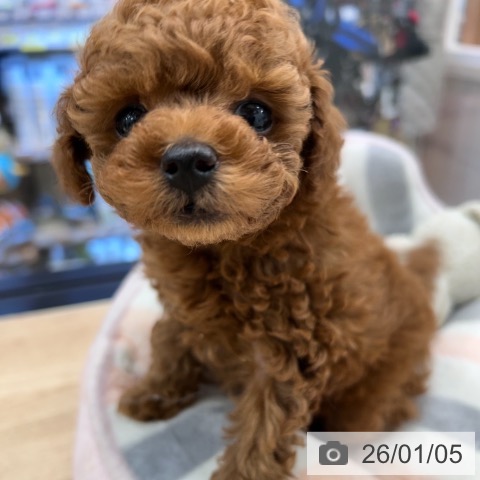 神奈川県のトイプードル(トイ) (ペットプラス 武蔵小杉店/2025年11月2日生まれ/女の子/レッド)の子犬の3枚目の画像