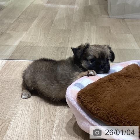 長野県のチワワ(ロング) (ペットプラス 須坂店/2025年11月2日生まれ/男の子/フォーンホワイト)の子犬の4枚目の画像