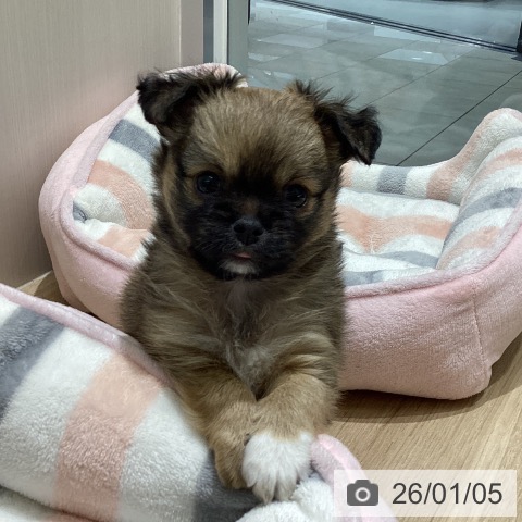 長野県のチワワ(ロング) (ペットプラス 須坂店/2025年11月2日生まれ/男の子/フォーンホワイト)の子犬の3枚目の画像