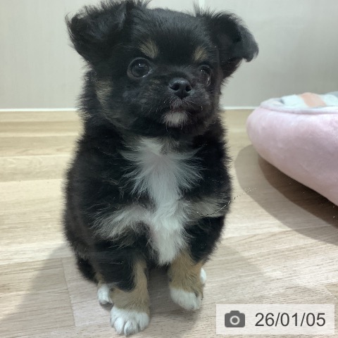 長野県のチワワ(ロング) (ペットプラス 長野店/2025年11月2日生まれ/男の子/ブラックタンホワイト)の子犬の4枚目の画像