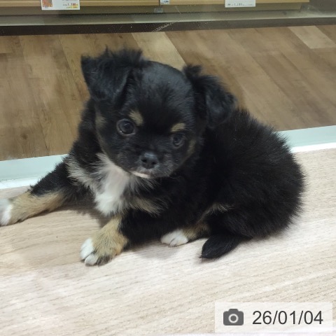 長野県のチワワ(ロング) (ペットプラス 長野店/2025年11月2日生まれ/男の子/ブラックタンホワイト)の子犬の3枚目の画像