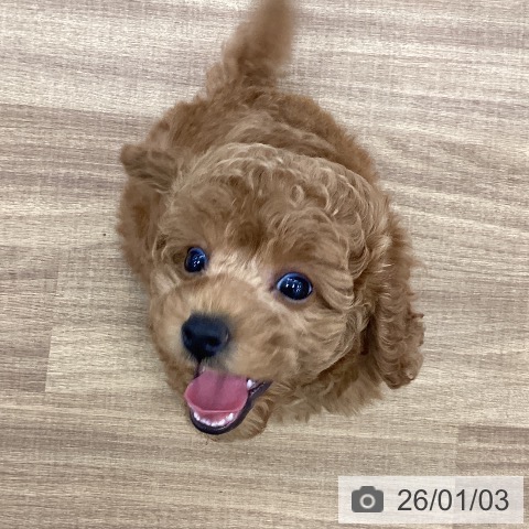 茨城県のトイプードル(トイ) (ペッツワン つくば店/2025年11月3日生まれ/女の子/レッド)の子犬の3枚目の画像