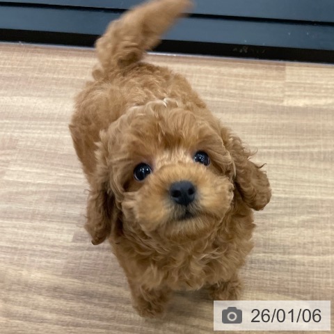 茨城県のトイプードル(トイ) (ペッツワン つくば店/2025年11月3日生まれ/女の子/レッド)の子犬の4枚目の画像