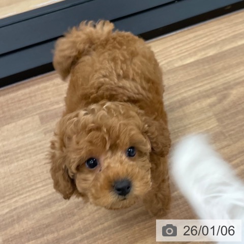 茨城県のトイプードル(トイ) (ペッツワン つくば店/2025年11月3日生まれ/女の子/レッド)の子犬の3枚目の画像