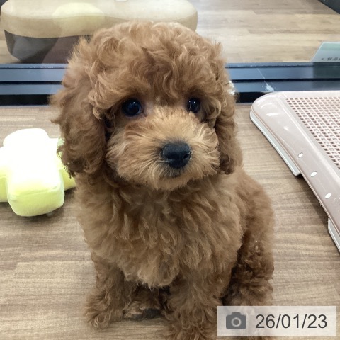 茨城県のトイプードル(トイ) (ペッツワン つくば店/2025年11月3日生まれ/女の子/レッド)の子犬の3枚目の画像