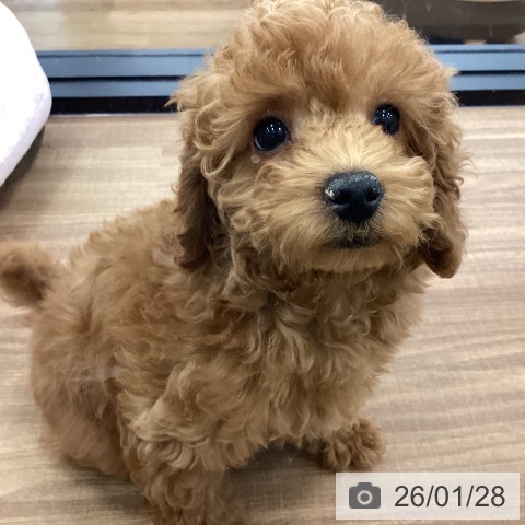 茨城県のトイプードル(トイ) (ペッツワン つくば店/2025年11月3日生まれ/女の子/レッド)の子犬の3枚目の画像