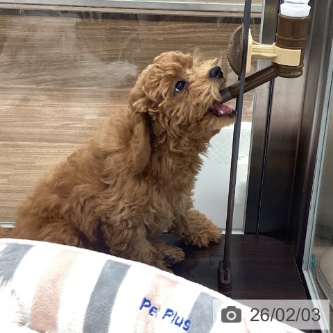 茨城県のトイプードル(トイ) (ペッツワン つくば店/2025年11月3日生まれ/女の子/レッド)の子犬の3枚目の画像